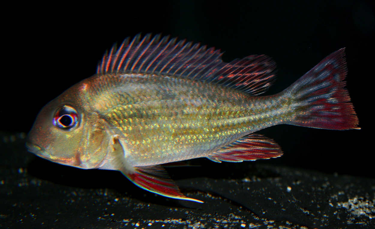 Geophagus proximus