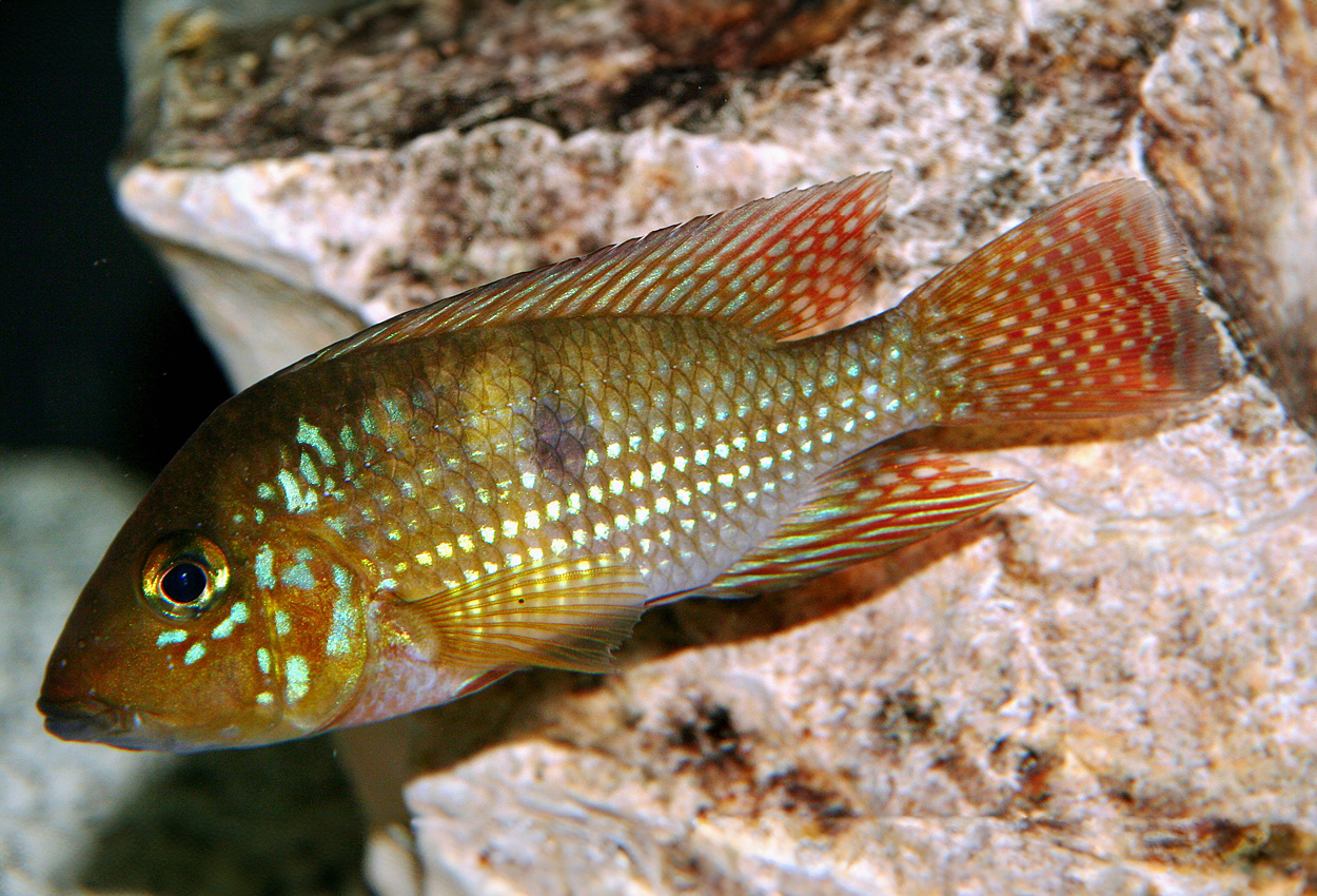 Bahia blue geophagus