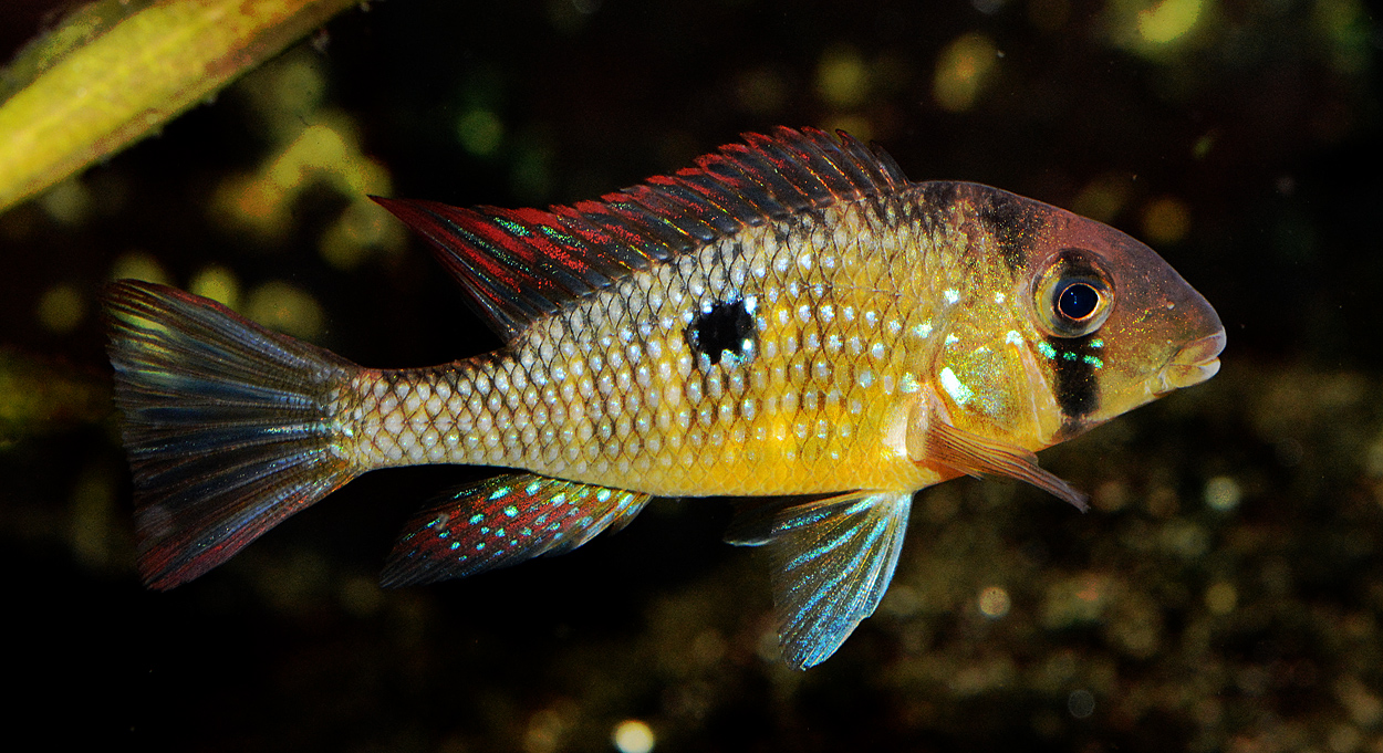 Gymnogeophagus labiatus