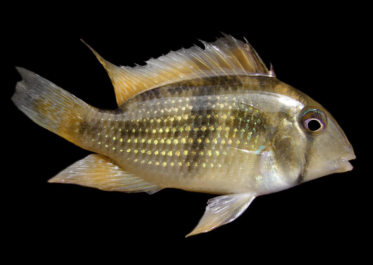 Guianacara stergioso 