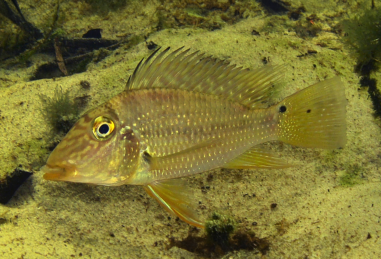 Blå pärl/Orinoco/mapiritensis-jordätare