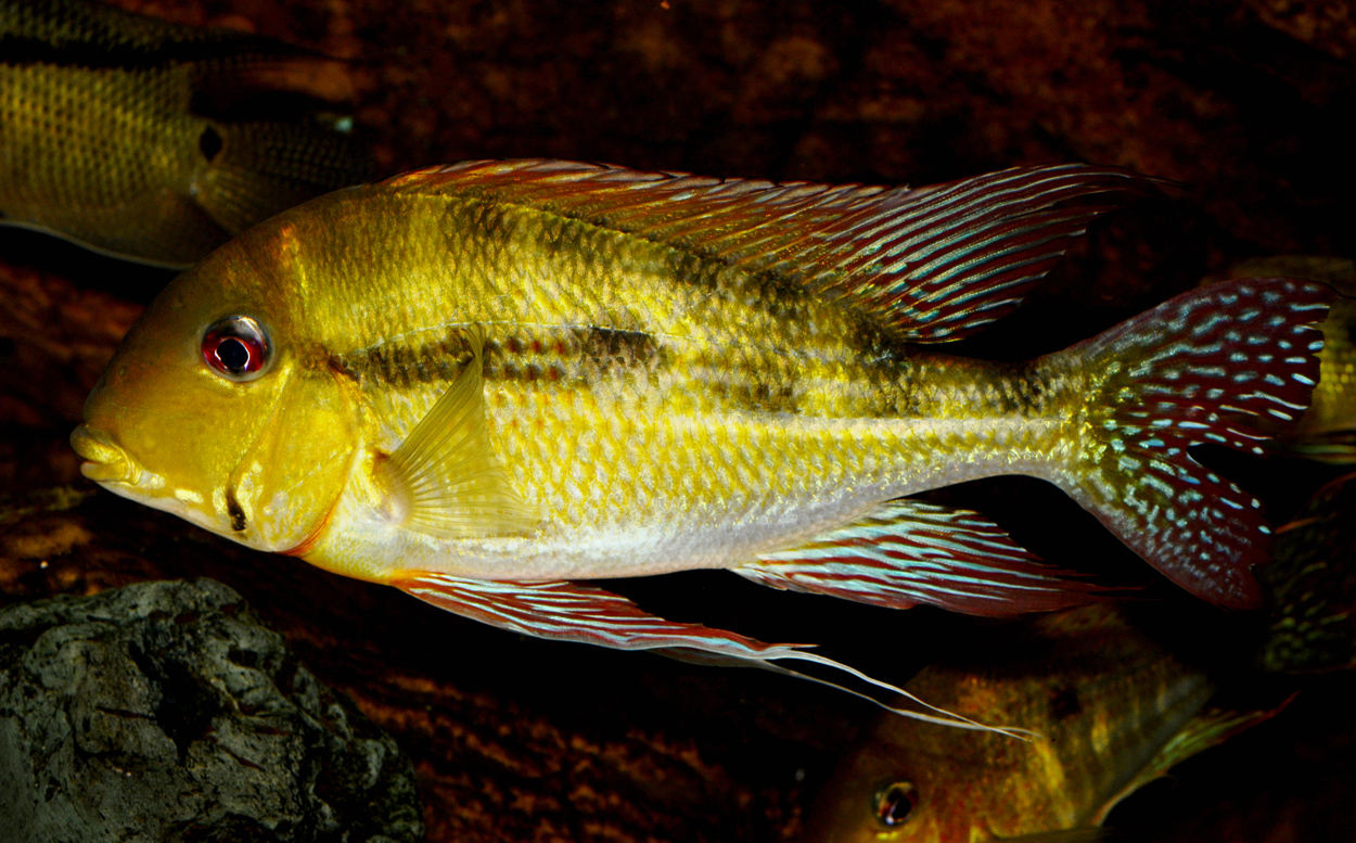 Geophagus dicrozoster