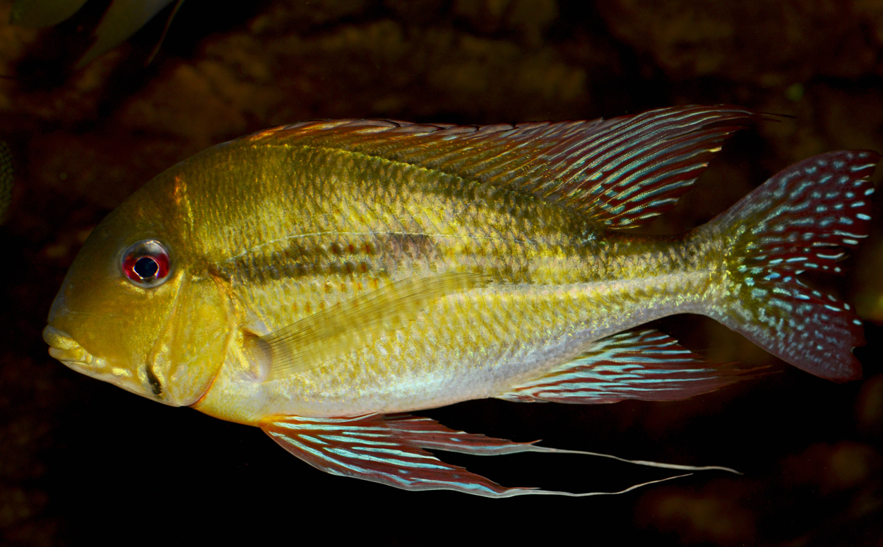 Geophagus dicrozoster