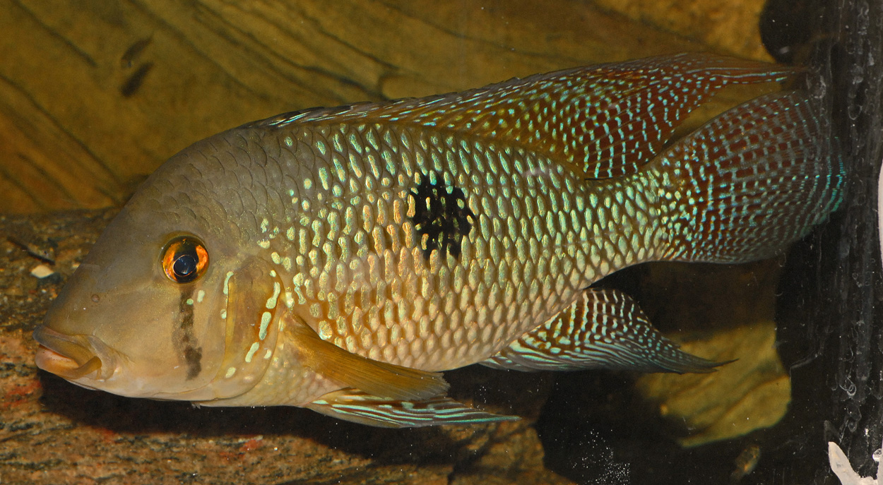 Geophagus iporangensis