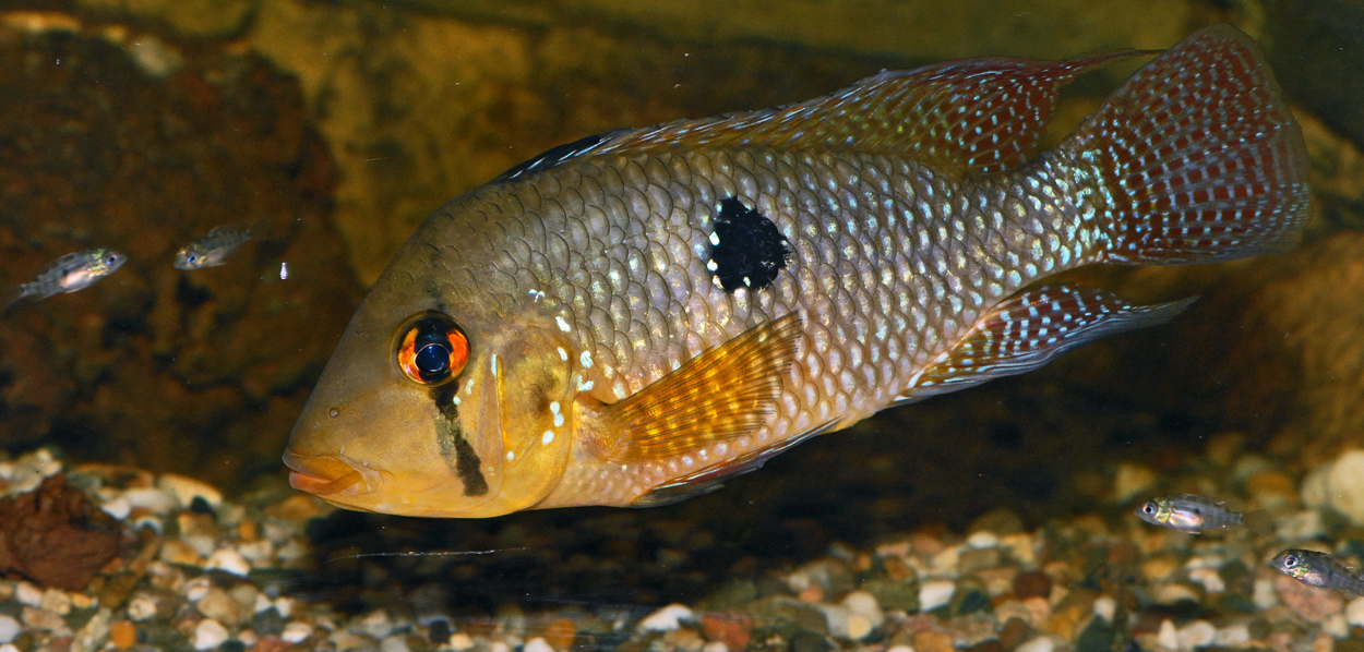 Geophagus iporangensis