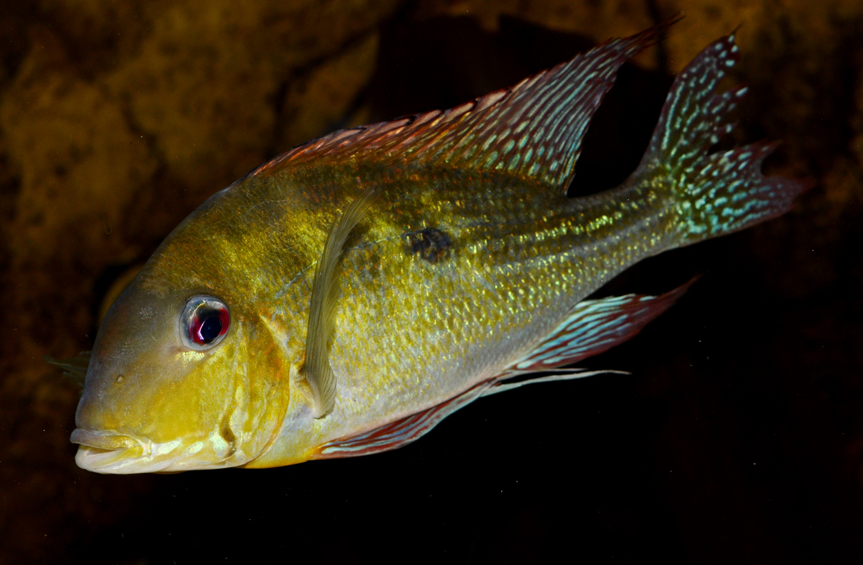 Geophagus dicrozoster