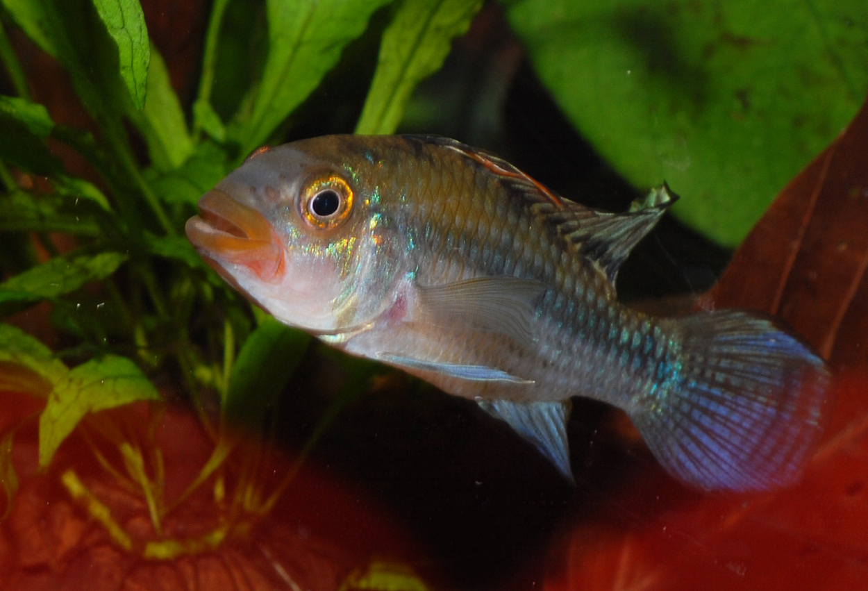 Apistogramma guttata