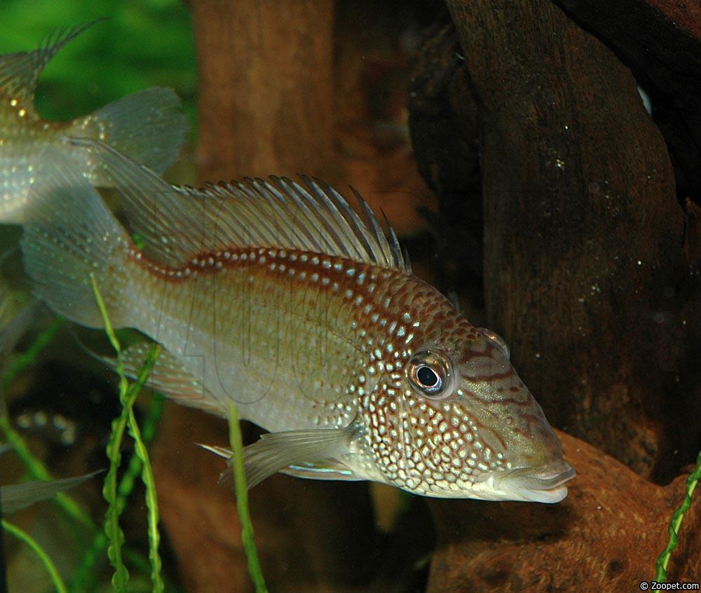 Satanoperca leucosticta