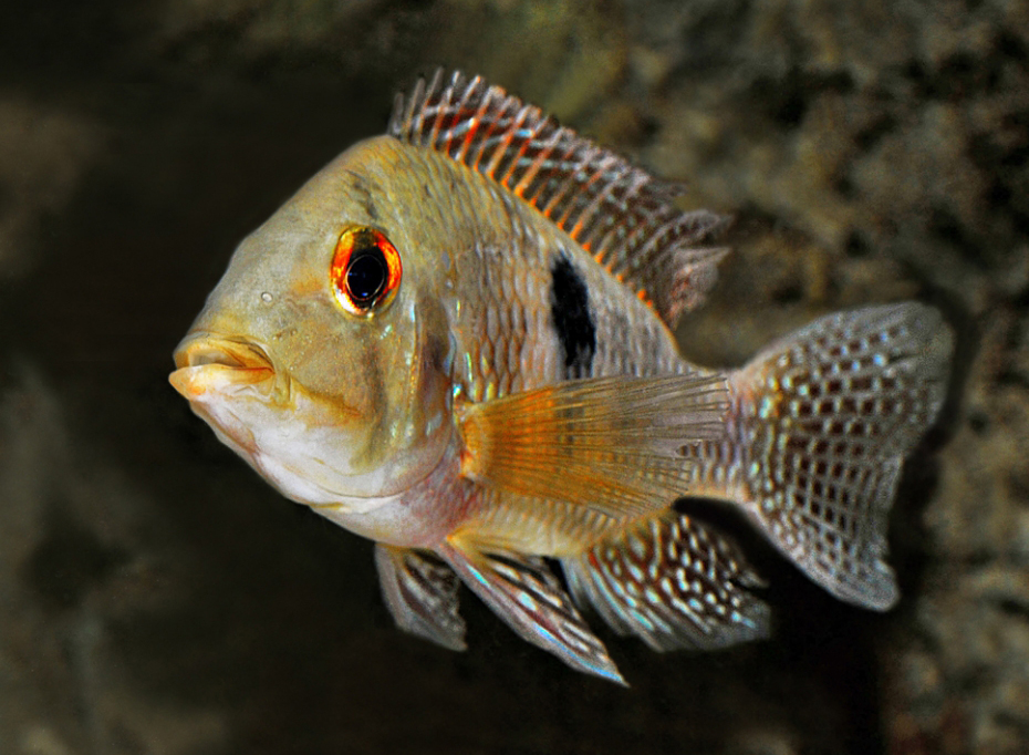 Geophagus brasiliensis