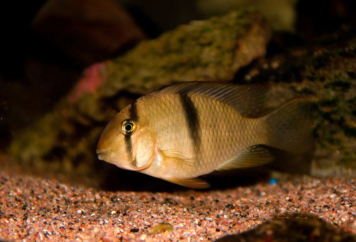 Foto på fisken Guianacara geayi