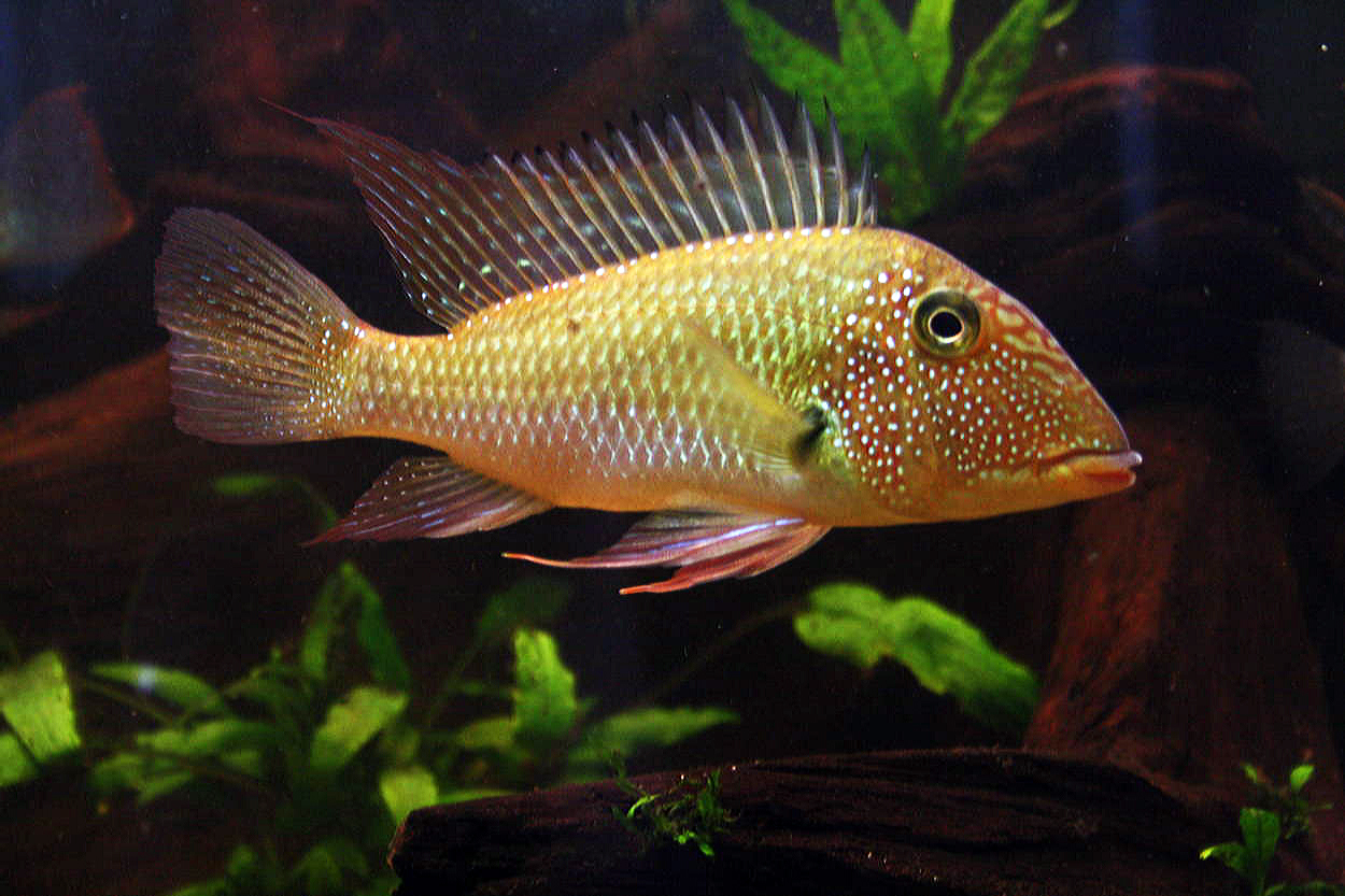 Satanoperca leucosticta