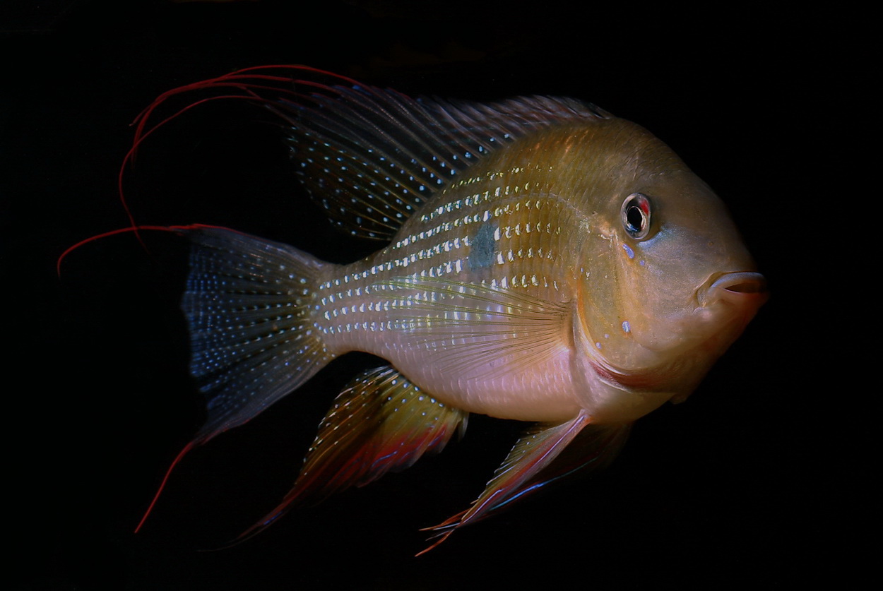 Acarichthys heckelii