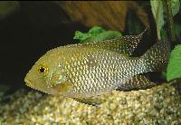 <i>Geophagus brasiliensis</i>