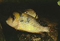 <i>Gymnogeophagus gymnogenus</i>