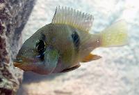 <i>Gymnogeophagus meridionalis</i>