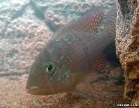 <i>Geophagus</i> sp. 