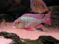 <i>Geophagus altifrons</i>