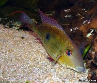 <i>Geophagus surinamensis</i>