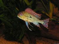 <i>Geophagus altifrons</i>