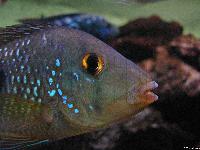 <i>Geophagus</i> sp. 