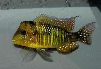 <i>Gymnogeophagus australis</i>