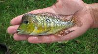 <i>Gymnogeophagus australis</i>