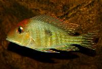 <i>Geophagus pyrocephalus</i>