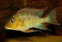 <i>Geophagus altifrons</i>, Nhamunda