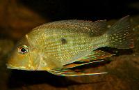 <i>Geophagus altifrons</i>, Rio Tapajos