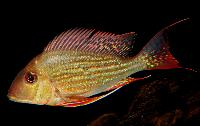 <i>Geophagus altifrons</i>, Rio Tocantins