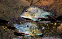 <i>Geophagus neambi</i>, Rio Tocantins