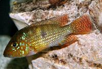 Bahia blue geophagus