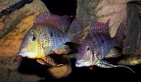 <i>Geophagus neambi</i>, Rio Tocantins