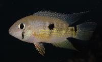 <i>Geophagus brasiliensis</i>