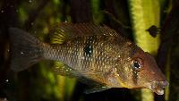 <i>Gymnogeophagus labiatus</i>