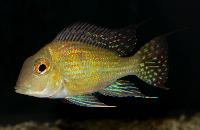 <i>Geophagus</i> sp. 'Turiacu'