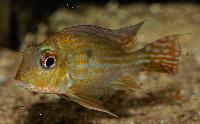 <i>Geophagus</i> sp. 'Turiacu'