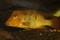 <i>Geophagus crassilabris</i>