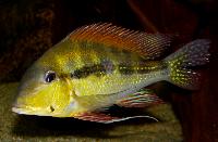 <i>Geophagus dicrozoster</i>