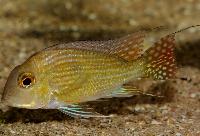 <i>Geophagus</i> sp. 'Turiacu'