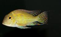 <i>Geophagus</i> sp. 'Turiacu'