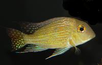 <i>Geophagus</i> sp. 'Turiacu'