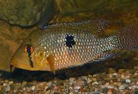 <i>Geophagus iporangensis</i>