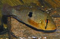 <i>Geophagus iporangensis</i>