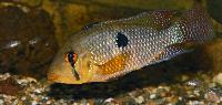 <i>Geophagus iporangensis</i>