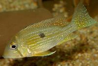 <i>Geophagus taeniopareius</i>