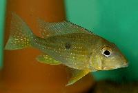 <i>Geophagus taeniopareius</i>