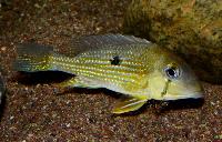 <i>Geophagus taeniopareius</i>