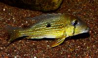 <i>Geophagus taeniopareius</i>