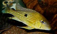 <i>Geophagus taeniopareius</i>